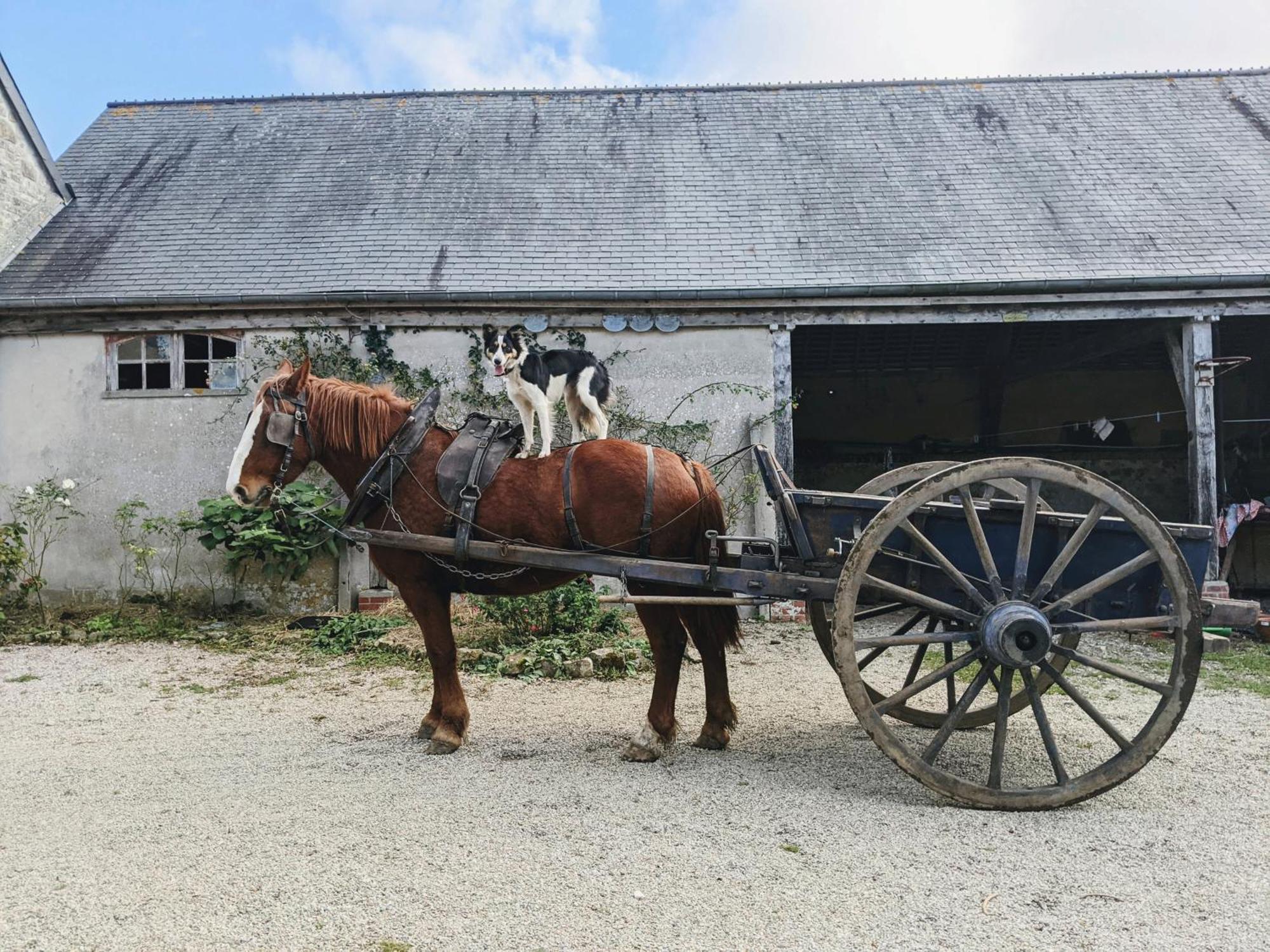 Ferme De Franqueville Sainte-Marie-du-Mont  Zewnętrze zdjęcie