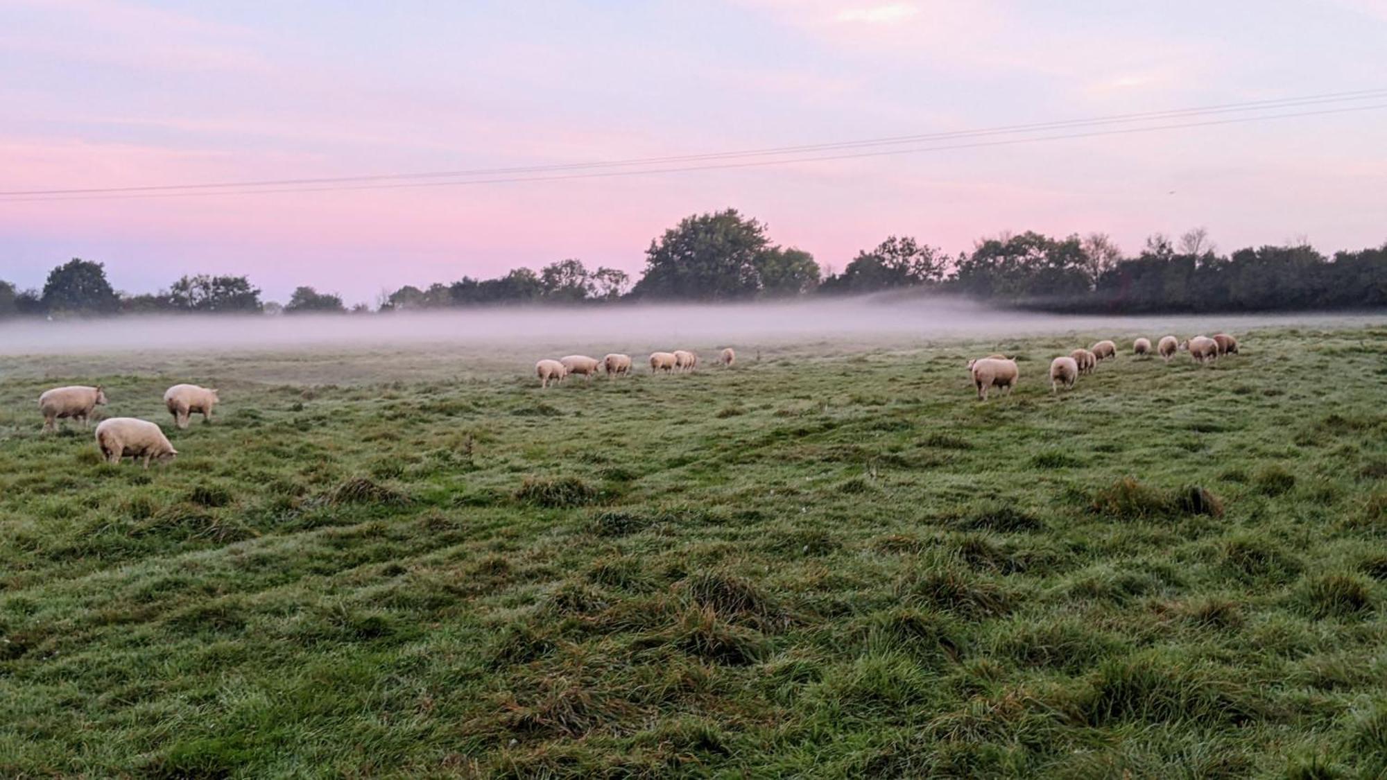 Ferme De Franqueville Sainte-Marie-du-Mont  Zewnętrze zdjęcie